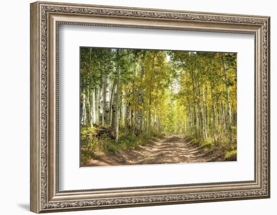 Aspen Drive-Danny Head-Framed Photographic Print