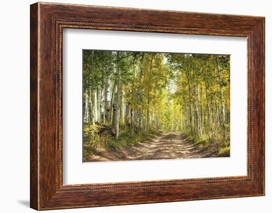 Aspen Drive-Danny Head-Framed Photographic Print