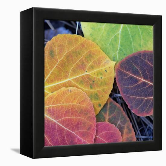 Aspen Fall Colors, Sierra Nevada-Vincent James-Framed Premier Image Canvas