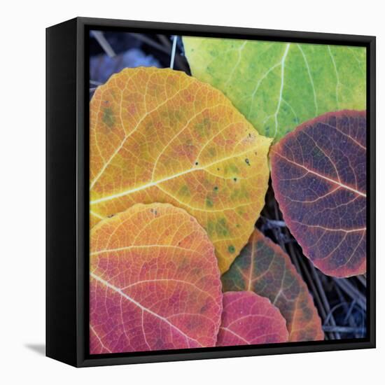 Aspen Fall Colors, Sierra Nevada-Vincent James-Framed Premier Image Canvas