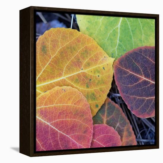 Aspen Fall Colors, Sierra Nevada-Vincent James-Framed Premier Image Canvas