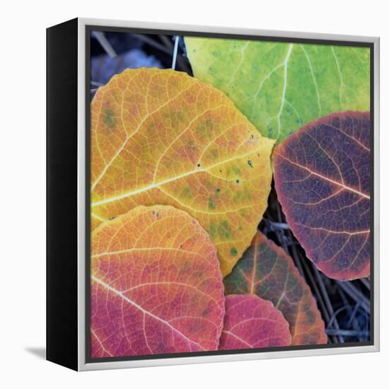 Aspen Fall Colors, Sierra Nevada-Vincent James-Framed Premier Image Canvas