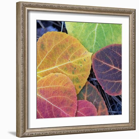 Aspen Fall Colors, Sierra Nevada-Vincent James-Framed Photographic Print