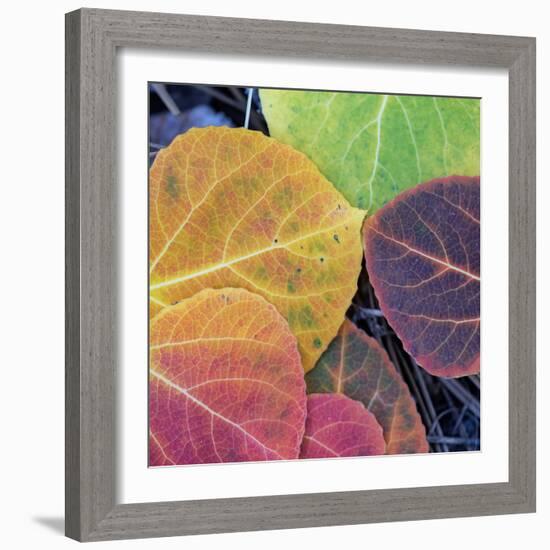 Aspen Fall Colors, Sierra Nevada-Vincent James-Framed Photographic Print