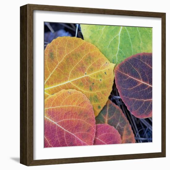 Aspen Fall Colors, Sierra Nevada-Vincent James-Framed Photographic Print