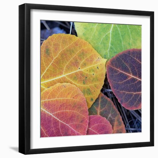 Aspen Fall Colors, Sierra Nevada-Vincent James-Framed Photographic Print