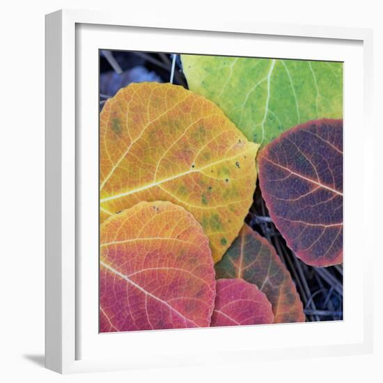 Aspen Fall Colors, Sierra Nevada-Vincent James-Framed Photographic Print