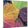 Aspen Fall Colors, Sierra Nevada-Vincent James-Mounted Photographic Print