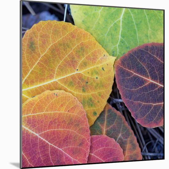 Aspen Fall Colors, Sierra Nevada-Vincent James-Mounted Photographic Print