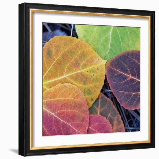 Aspen Fall Colors, Sierra Nevada-Vincent James-Framed Photographic Print