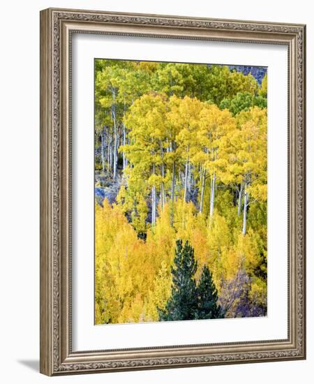 Aspen Fall Foliage, Eastern Sierra Foothills, California, USA-Tom Norring-Framed Photographic Print