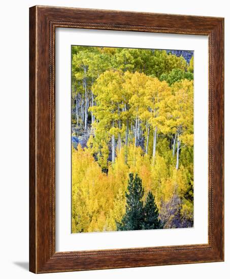 Aspen Fall Foliage, Eastern Sierra Foothills, California, USA-Tom Norring-Framed Photographic Print