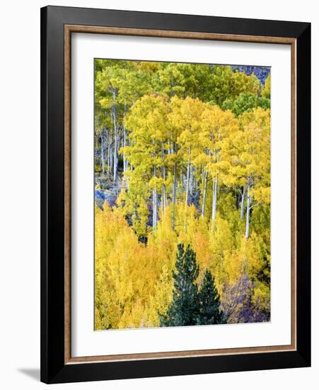 Aspen Fall Foliage, Eastern Sierra Foothills, California, USA-Tom Norring-Framed Photographic Print