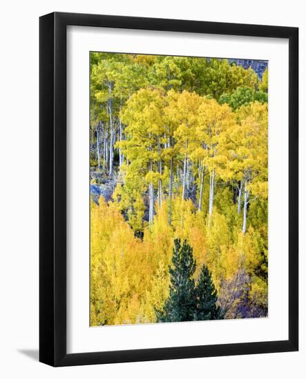 Aspen Fall Foliage, Eastern Sierra Foothills, California, USA-Tom Norring-Framed Photographic Print