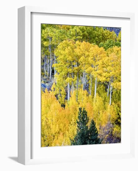 Aspen Fall Foliage, Eastern Sierra Foothills, California, USA-Tom Norring-Framed Photographic Print