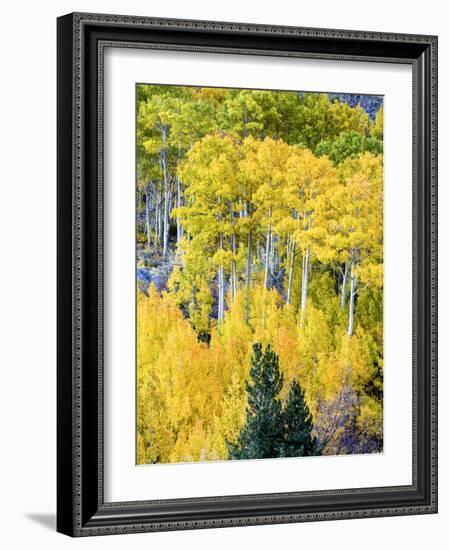 Aspen Fall Foliage, Eastern Sierra Foothills, California, USA-Tom Norring-Framed Photographic Print