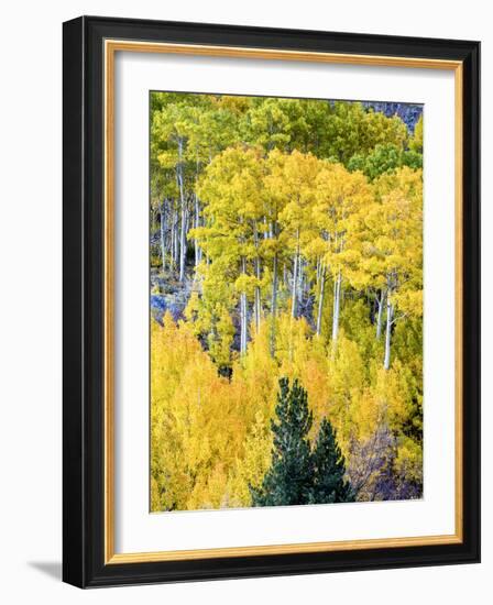 Aspen Fall Foliage, Eastern Sierra Foothills, California, USA-Tom Norring-Framed Photographic Print