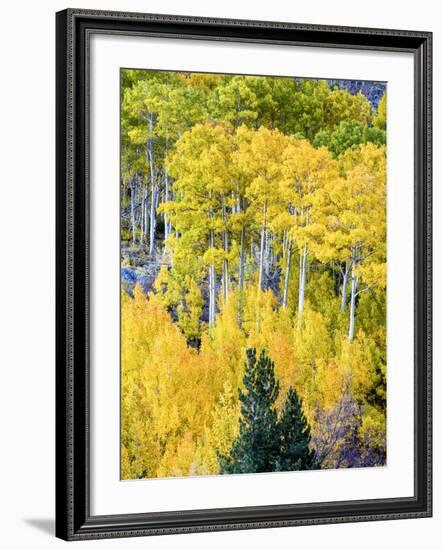 Aspen Fall Foliage, Eastern Sierra Foothills, California, USA-Tom Norring-Framed Photographic Print