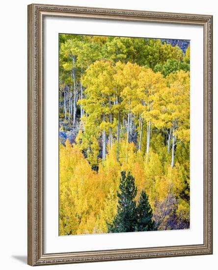 Aspen Fall Foliage, Eastern Sierra Foothills, California, USA-Tom Norring-Framed Photographic Print