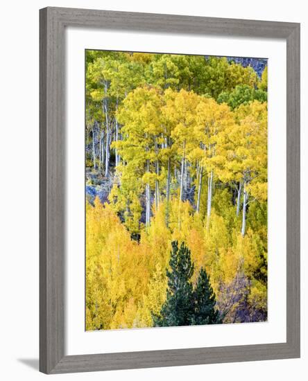 Aspen Fall Foliage, Eastern Sierra Foothills, California, USA-Tom Norring-Framed Photographic Print