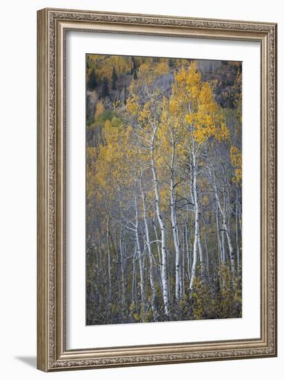 Aspen Fall-Joe Cornish-Framed Giclee Print