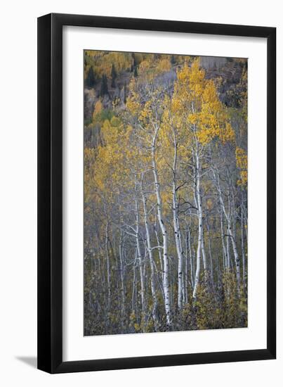 Aspen Fall-Joe Cornish-Framed Giclee Print