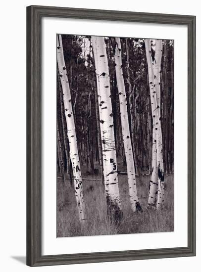 Aspen Forest Arizona BW-Steve Gadomski-Framed Photographic Print