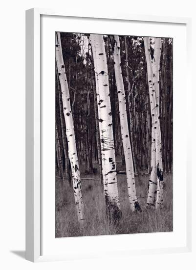 Aspen Forest Arizona BW-Steve Gadomski-Framed Photographic Print