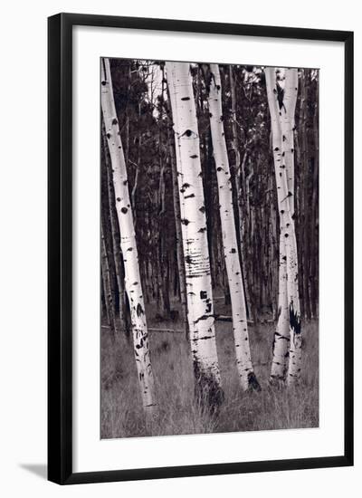 Aspen Forest Arizona BW-Steve Gadomski-Framed Photographic Print