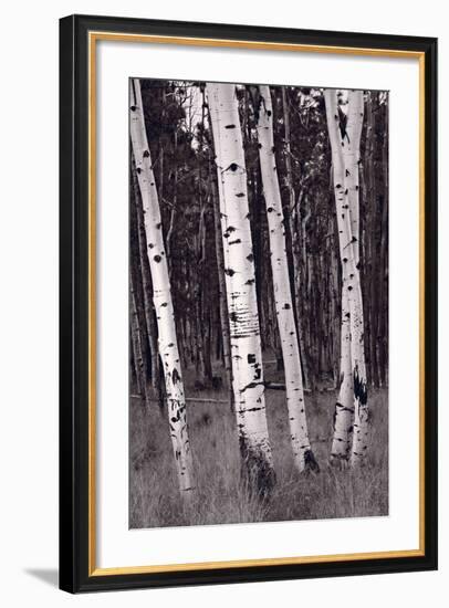 Aspen Forest Arizona BW-Steve Gadomski-Framed Photographic Print