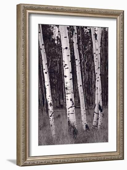 Aspen Forest Arizona BW-Steve Gadomski-Framed Photographic Print