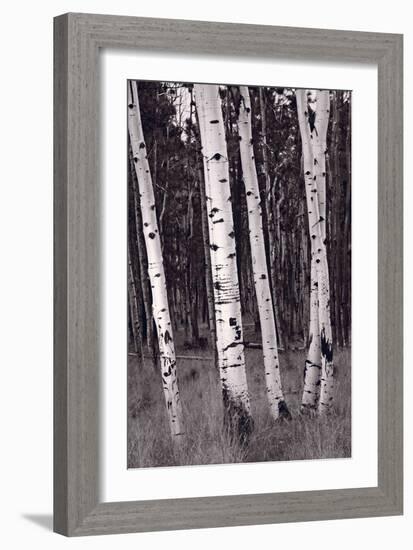 Aspen Forest Arizona BW-Steve Gadomski-Framed Photographic Print