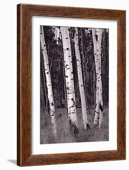 Aspen Forest Arizona BW-Steve Gadomski-Framed Photographic Print