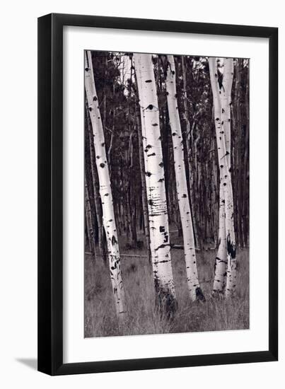 Aspen Forest Arizona BW-Steve Gadomski-Framed Photographic Print