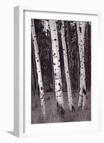 Aspen Forest Arizona BW-Steve Gadomski-Framed Photographic Print