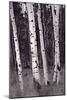 Aspen Forest Arizona BW-Steve Gadomski-Mounted Photographic Print