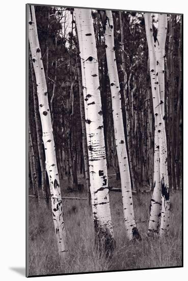 Aspen Forest Arizona BW-Steve Gadomski-Mounted Photographic Print