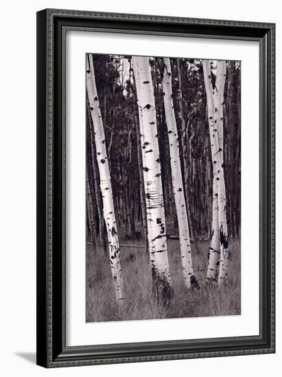 Aspen Forest Arizona BW-Steve Gadomski-Framed Photographic Print