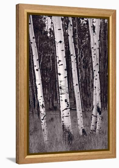 Aspen Forest Arizona BW-Steve Gadomski-Framed Premier Image Canvas