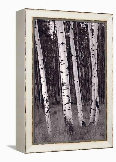 Aspen Forest Arizona BW-Steve Gadomski-Framed Premier Image Canvas