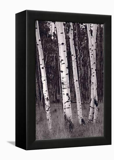 Aspen Forest Arizona BW-Steve Gadomski-Framed Premier Image Canvas