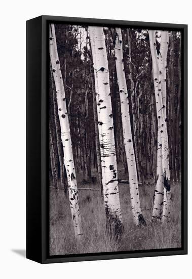 Aspen Forest Arizona BW-Steve Gadomski-Framed Premier Image Canvas