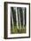 Aspen Forest, Arizona-Steve Gadomski-Framed Photographic Print