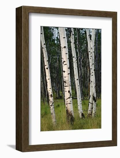 Aspen Forest, Arizona-Steve Gadomski-Framed Photographic Print