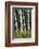 Aspen Forest, Arizona-Steve Gadomski-Framed Photographic Print