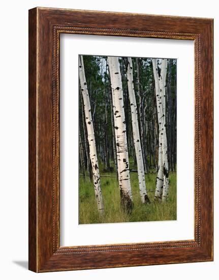 Aspen Forest, Arizona-Steve Gadomski-Framed Photographic Print