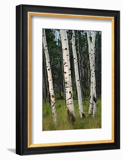 Aspen Forest, Arizona-Steve Gadomski-Framed Photographic Print