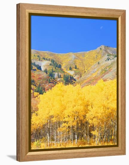 Aspen Forest at Dusk, Wellsville Mountains, Wasatch-Cache National Forest, Utah, USA-Scott T. Smith-Framed Premier Image Canvas