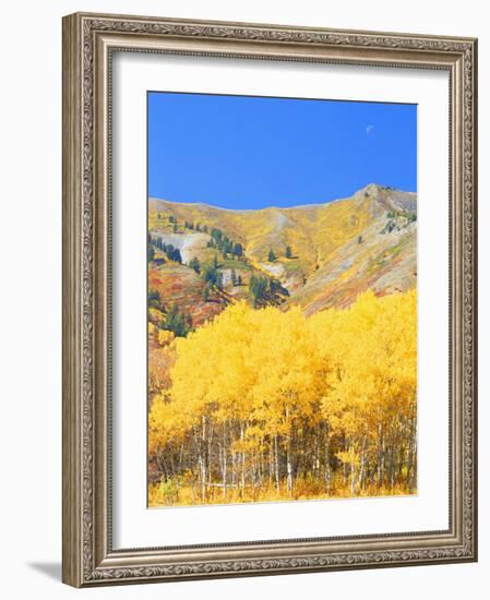 Aspen Forest at Dusk, Wellsville Mountains, Wasatch-Cache National Forest, Utah, USA-Scott T. Smith-Framed Photographic Print