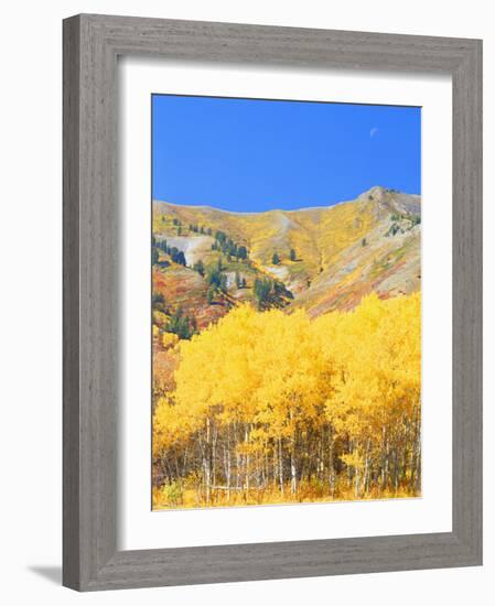 Aspen Forest at Dusk, Wellsville Mountains, Wasatch-Cache National Forest, Utah, USA-Scott T. Smith-Framed Photographic Print